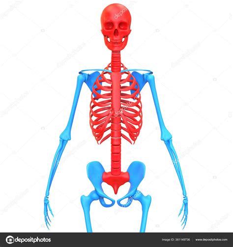 Esqueleto Axial Del Sistema Esquelético Humano Anatomía Renderizado