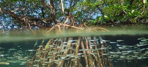 Ozfish Mangrove And Saltmarsh Restoration Project Ozfish Unlimited
