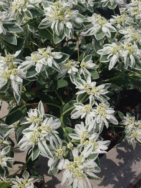 Identification Of Shrub With Variegated Leaves And White Flowers