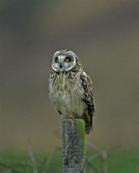 Short Eared Owl 13 Photograph By Paul Scoullar Fine Art America