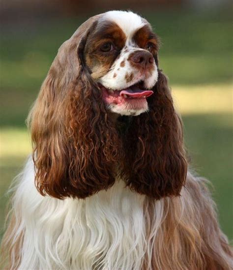 The puppies are a variety of beautiful colours as you will see from the photos. #cockerspaniellove Hashtag • Instagram Posts, Videos & Stories on somegram.com | Cocker spaniel ...