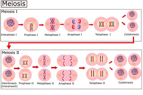 Stages Of Mitosis Vector Illustration Diagram Cartoondealer Com My Xxx Hot Girl