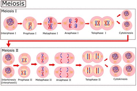 Stages Of Mitosis Vector Illustration Diagram Cartoondealer Com My XXX Hot Girl