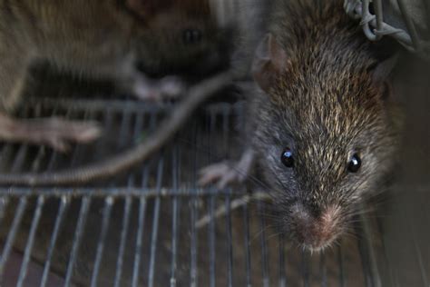 Mutant Super Rats Immune To Poison Spreading Across Britain