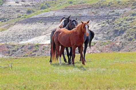 Why Do The Trnp Horses Need A Wild Horse Management Plan Anyway Part 2