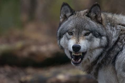 We have 59+ background pictures for you! Wolf 4k Ultra HD Wallpaper | Background Image | 4867x3245 ...