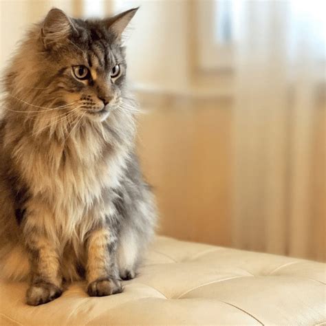 How Big Do Maine Coon Cats Get A Big Cat Tree Can Be A Great Physical