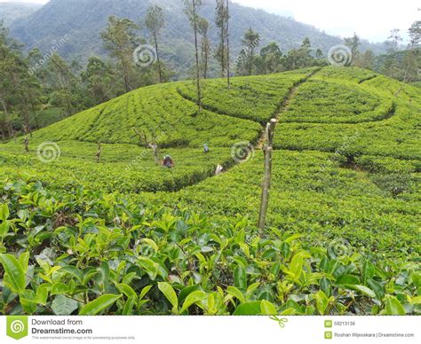 Tea Garden Estate Sri Lanka Stock Photo Image Of Hill