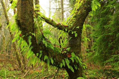 Pacific Northwest Forest And Big Leaf Maple Trees Stock Image Image