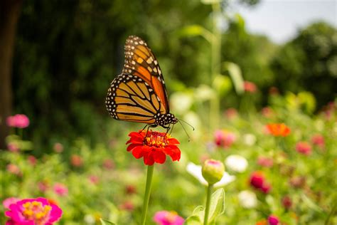 With their technology, different benefits and challenges, we have enhanced our working environment. Liberty Science Center :: Our new pollinator gardens are a ...