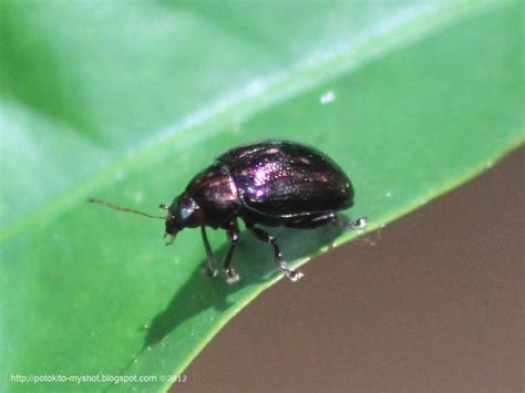 Black Shiny Leaf Beetle Paria Sp Sumatra Indonesia