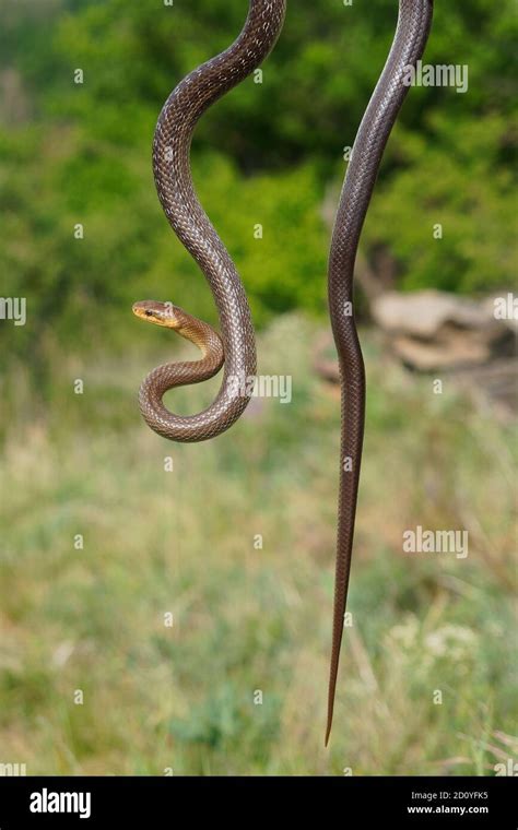 Aesculapian Snake Zamenis Longissimus Elaphe Longissima Nonvenomous