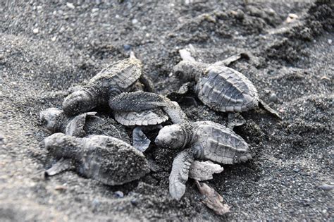 Eco Program In Costa Rica Sea Turtle Conservation Project