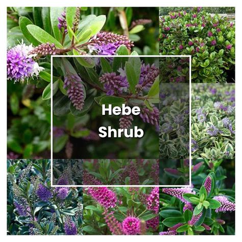 How To Grow Hebe Shrub Plant Care Tips Norwichgardener
