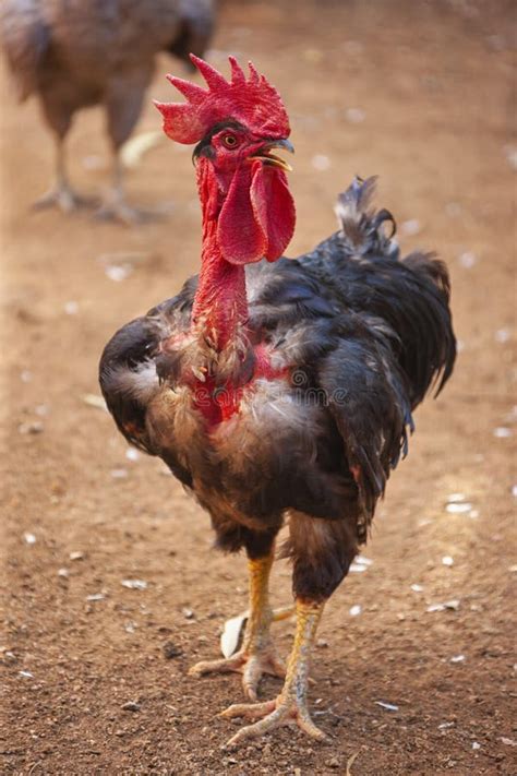 The Naked Neck Hen From Transylvania Stock Photo Image Of Cockerel