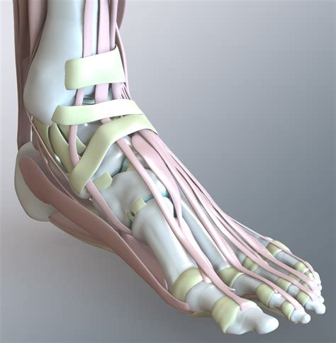 Zygote Solid 3D Human Foot Ankle Model Medically Accurate Anatomy