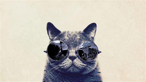 Fashion Cat With Sunglasses Hd Funny Wallpaper Wallpaper
