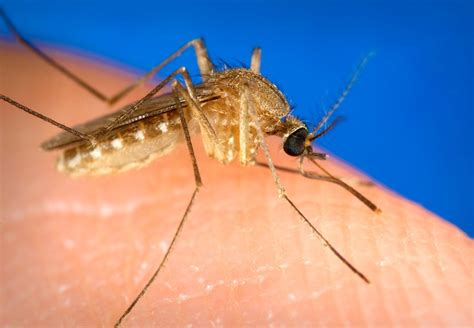 Free Picture Female Aedes Albopictus Mosquito Feeding Human Blood
