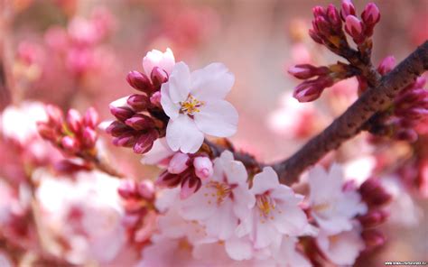 🔥 45 Cherry Blossom Wallpaper Hd Wallpapersafari