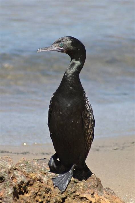 Black Cormorant Sea Bird Sea Birds Sea Bird