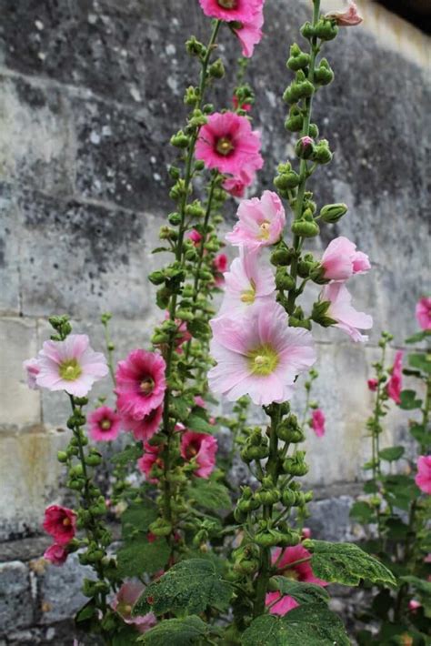 How To Grow Hollyhocks A Guide To Propagation Planting And Care