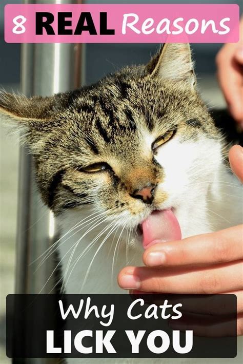 Then it requires attention, because she has learned in the past that at such moments you will respond. Owners ask, "Why does my cat lick me?" Cat licks are a bit ...