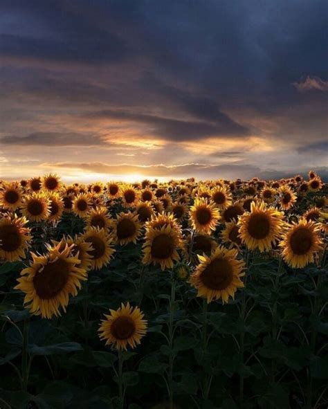 Jul 13, 2020 · article from blogpin20.tumblr.com. sky sunflower | Tumblr