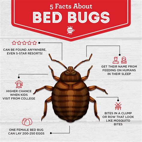 Evidence Bed Bugs In Books