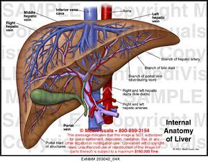 Internal Anatomy of Liver Medical Exhibit Medivisuals