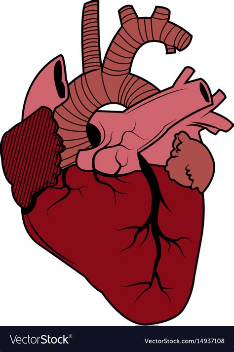 Heart Images Biology Drawing Realistic Anatomy Can Be A Challenge