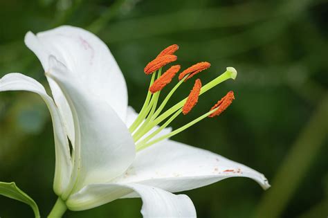 Blossom Of A Big White Tiger Lily In Summer Photograph By Stefan Rotter