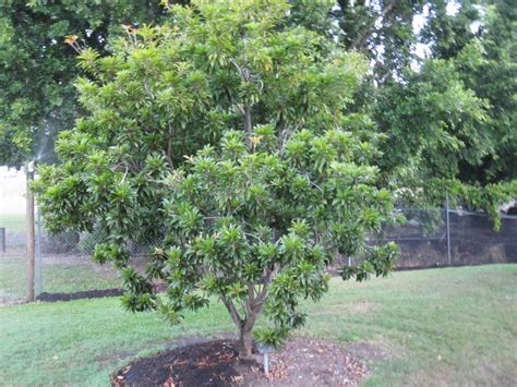 Jun 01, 2021 · priced between rs 40 to rs 70 per sapling, sawant sells around 2 lakh mango saplings a year and an additional 1 lakh of custard apple, jamun, fig, chikoo, guava, tamarind and lemon saplings, cumulatively. Sapodilla Prolific Tree - Manilkara zapota