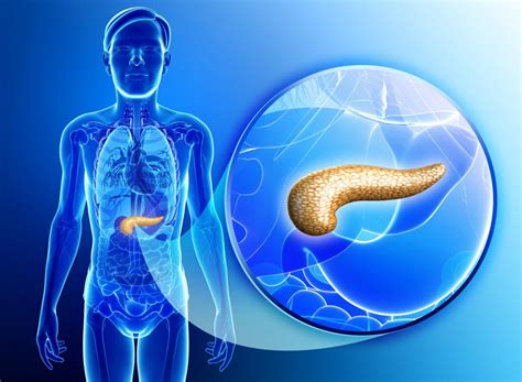 Pancreas Functions And Disorders