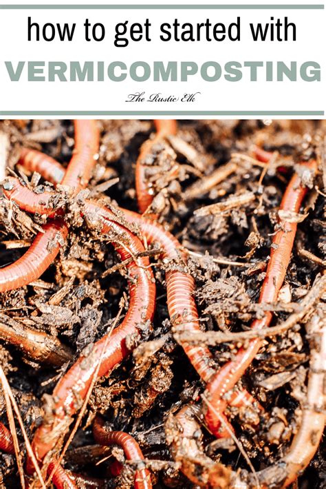 Vermicomposting For Beginners Worm Farm Watering Raised Garden Beds