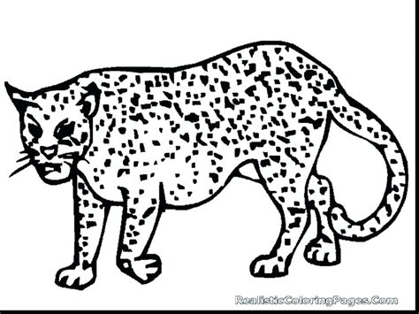 Realistic Cheetah Coloring Pages At Getdrawings Free Download