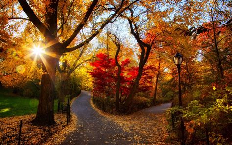 Картинки Park Road Leaves Fall Leaves Path Sunset Colors Trees