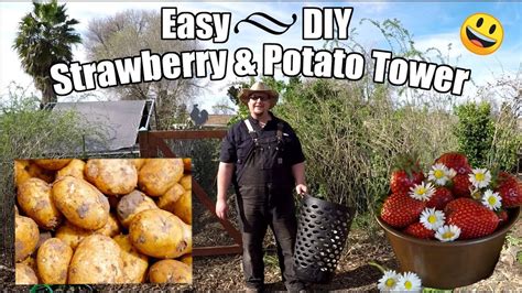 Easy Diy Strawberry Potato Tower Using A Laundry Basket Youtube
