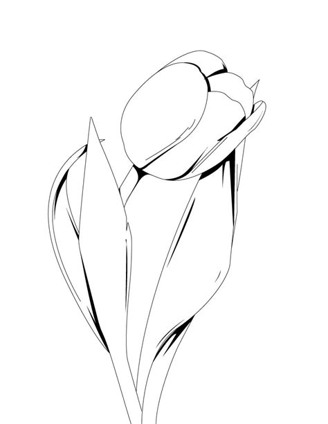 Tulip Coloring Page ~ Child Coloring