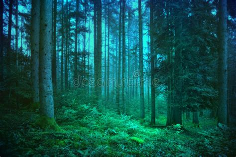 Mysterious Blue And Green Forest Stock Image Image Of Light Forest