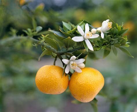 Buy Citrus Auruntifolia Khatta Santra Mallika Naringi Karna