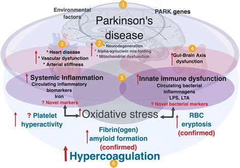 Parkinson S Disease Diagram