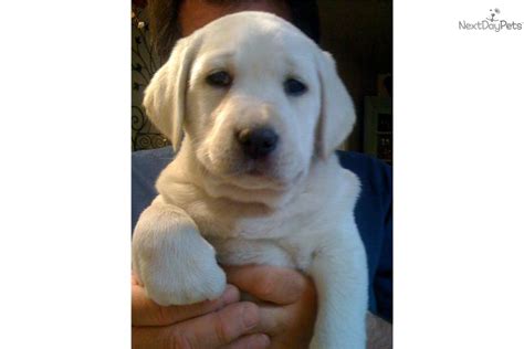 #dog #puppies puppies and more puppies :). Labrador Retriever puppy for sale near San Francisco Bay Area, California | 2fdd52a8-3e31