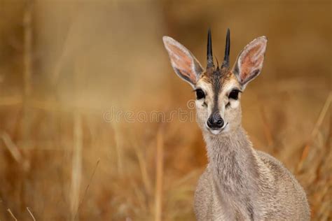 Small Antelope In In The Kruger National Park In South Africa Stock