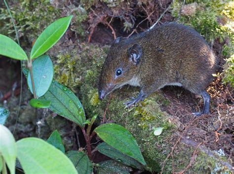 Southern Short Tailed Shrew Facts And Habitat Information