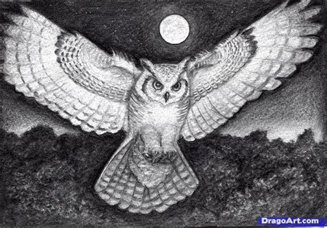 Dibujos de buhos para colorear. How to Draw a Realistic Owl, Draw a Real Owl, Step by Step ...