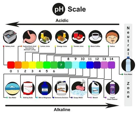 Ph Scale Infographic Diagram With Examples From Real Life Of Acidic Alkaline And Neutral And