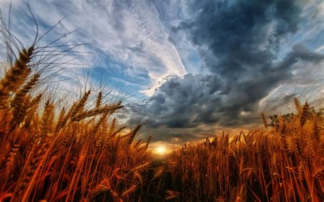 Brown Wheat Field Painting Nature Landscape Wheat Sunset Hd