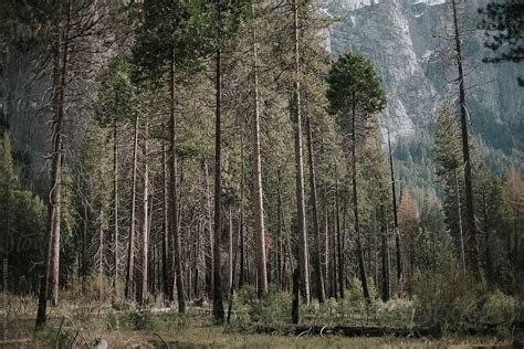Forest Pine Trees In Yosemite Valley By Stocksy Contributor Jess