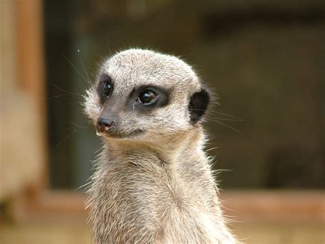 Free Cute Meerkat Stock Photo