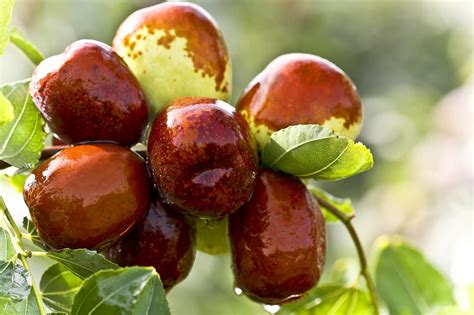 Jujube Fruit Benefits For Health And Body Skin Hair And Side Effects